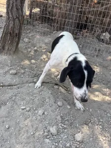 Adopt Gina