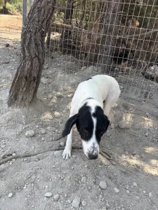 Adopt Gina