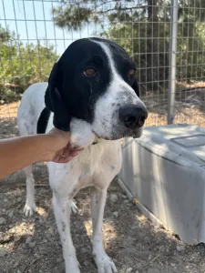 Adopt Gina