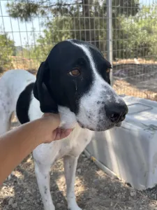 Adopt Gina