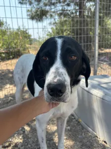 Adopt Gina