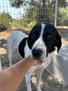 Adopt Gina