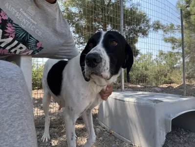 Adopt Gina