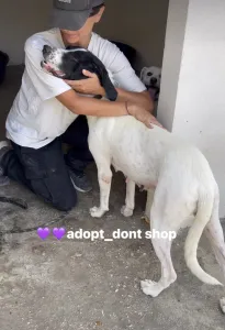Adopt Gina