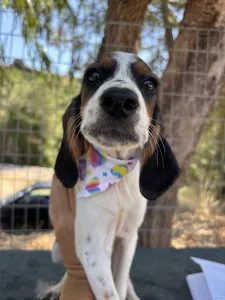 Adoptie hond Melpo