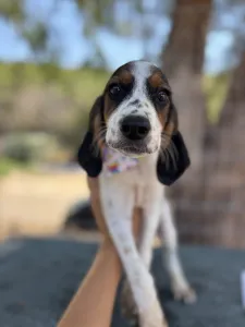 Adoptie hond Melpo
