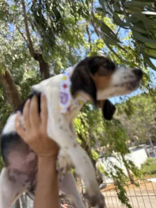 Adoptie hond Melpo