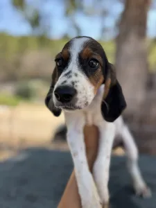 Adoptie hond Melpo