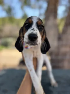 Adoptie hond Melpo
