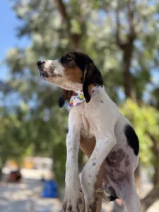 Adoptie hond Melpo