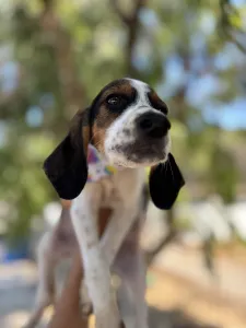 Adoptie hond Melpo