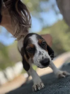 Adoptie hond Melpo