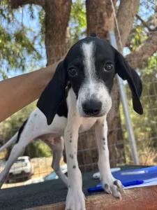 Adopt Tasos