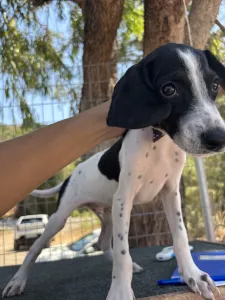 Adopt Tasos