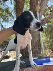 Adopt Tasos
