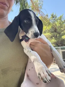 Adopt Tasos
