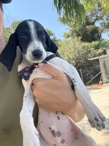 Adopt Tasos