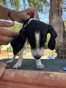 Adopt Tasos