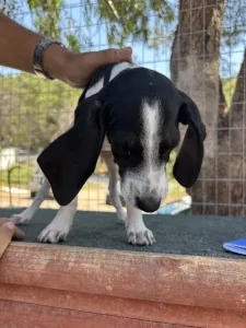 Adopt Tasos