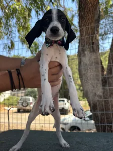 Adopt Tasos