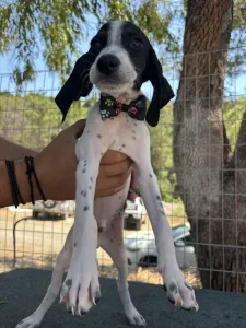 Adopt Tasos