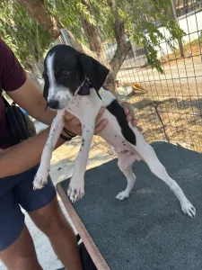 Adopt Tasos