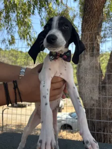 Adopt Tasos