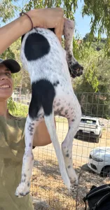 Adopt Pegi