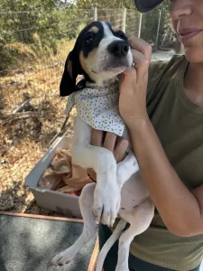 Adopt Pegi