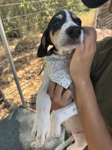 Adopt Pegi