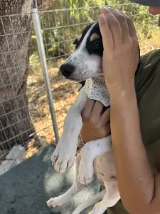 Adopt Pegi