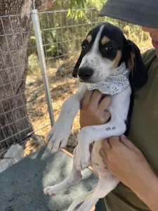 Adopt Pegi