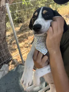 Adopt Pegi