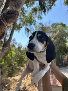 Adopt Pegi