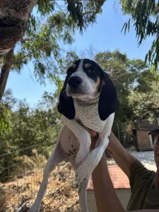 Adopt Pegi