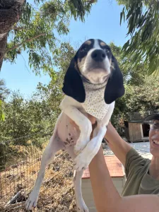 Adopt Pegi