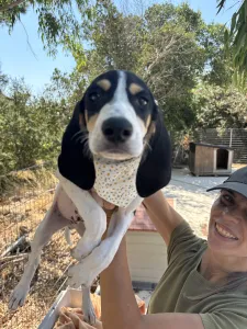 Adopt Pegi