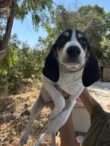 Adopt Pegi