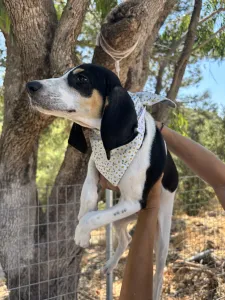 Adopt Pegi