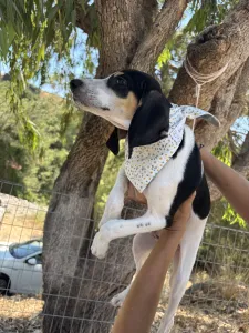 Adopt Pegi