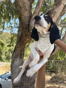 Adopt Pegi