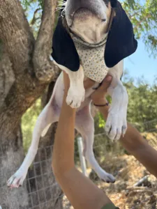 Adopt Pegi