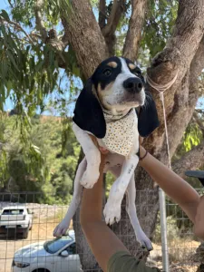 Adopt Pegi