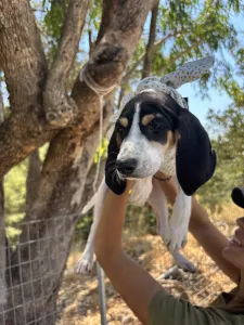 Adopt Pegi