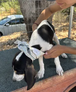 Adopt Pegi