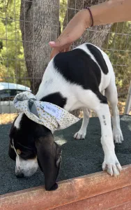 Adopt Pegi