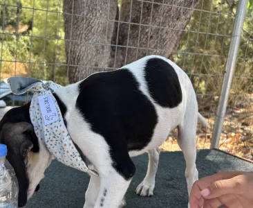 Adopt Pegi