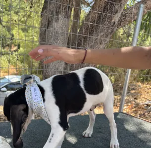 Adopt Pegi