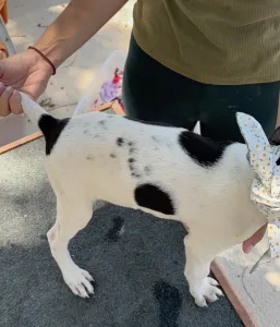 Adopt Pegi