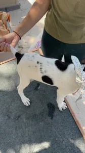Adopt Pegi